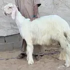 مشروع فحل نجدي عيسي