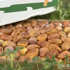 تمر سكري مفتل ملكي حصاد الموسم