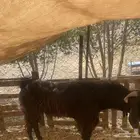 فحل وانتاجه
