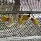 ازواج روز منتجه شرط