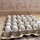 اكل