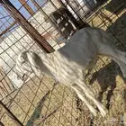 داغور طلي حري يرضع من اي شاه شرط