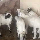 ذبايح الدوادمي