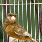 ذكر كناري لون جميل مغرد .. تم البيع