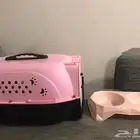 قطط
