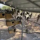 اجواز كروان للبيع جملة