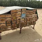 نحل بلدي الموقع القنفذه