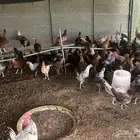 دجاج وديوك بلدي مشكلة محصنه
