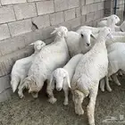 ذبايح طليان ورخال فل شحم شرط نظافه