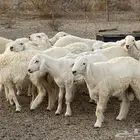طليان حرية وسواكني حمري وابيض