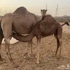 ناقة عادية خلفه ناقة كفووو تبارك الرحمن