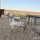 خروف سواكني جذع مربوط له 7 شهور حد 1400