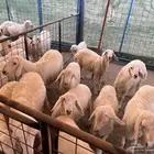 طليان ورخال للبيع