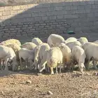 ضان حرش 23 بافحل ومعها 4 رخال