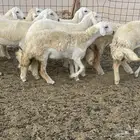للبيع رخال فواخر