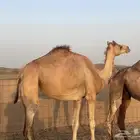 ثنتين ابل حيل طيبه وسعرها طيب ماشالله تم البيع