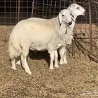 خرفان حريات