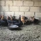 دجاج للبيع