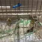 نادي بسكوتي على السومة وصلت السومة 560