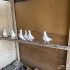 حمام