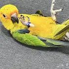 للبيع صن كنيور