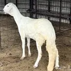رخل سواكنيه تيلاد 6 اشهر