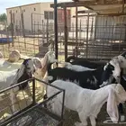 القرين شمال الرس