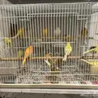 عصافير كناري