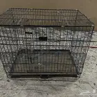 شبك ببغاء