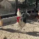 ديك ديكة فيومي العدد 2 الحبة 30 ريال