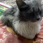 بسة أليفة النوعية شيرازي
