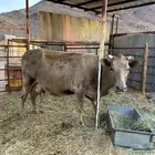 بقره المانيه