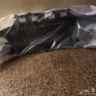 صدام سبارك