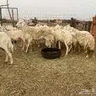 للبيع ضان ولد صنف الصنف بالفحل
