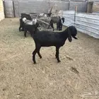 جفره عمرها 10 شهور