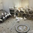 حمام فرنسي الحجم جامبو كبير