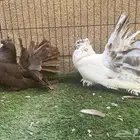 زوج رقاص أمريكي مستوى فخم