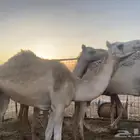 بكره للبيع