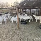 طليان ذبايح طيبه