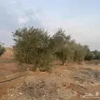 اشجار زيتون