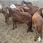 ذبايح سواكن ظهور فل ( اقل سعر بالسوق سعر جمله )