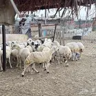 رخيل رفيدية