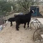 عنز متاوم