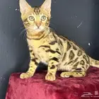 Bengal kitten for SALE