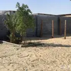 حوش غنم الحظائر الجديد شمال سوق الدمام