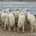 تسعه خرفان ورخل صفر نجران