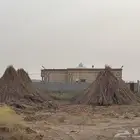 قصب خريف