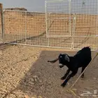 جفره ثنيه للبيع