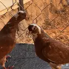 طبات قطيفي حمر