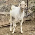 فحل ماعز مزين
